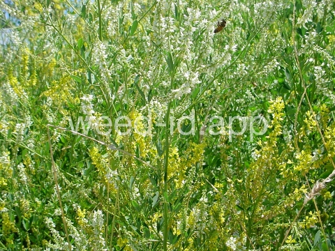 sweetclover, yellow